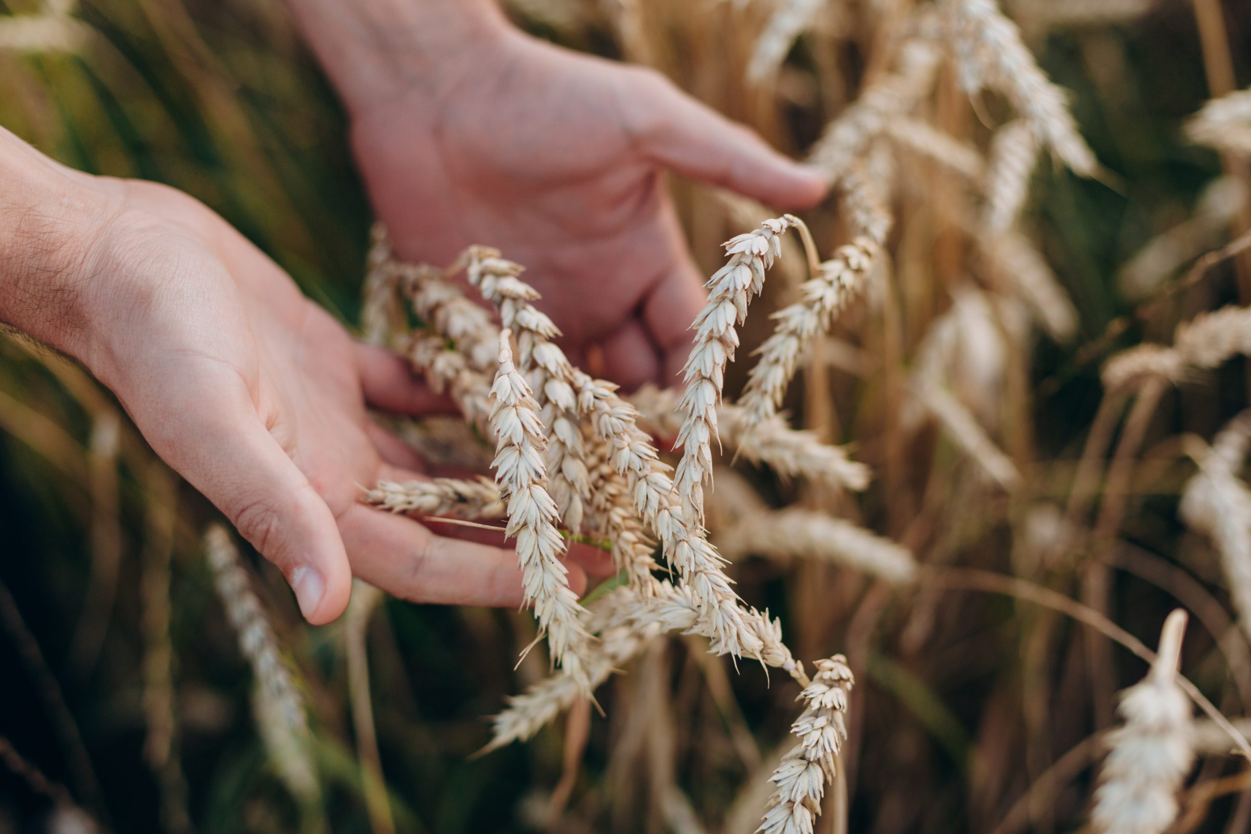Maladie coeliaque et allergie au blé