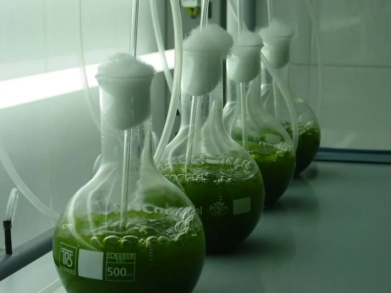 Engineers develop fast method to convert algae to biocrude