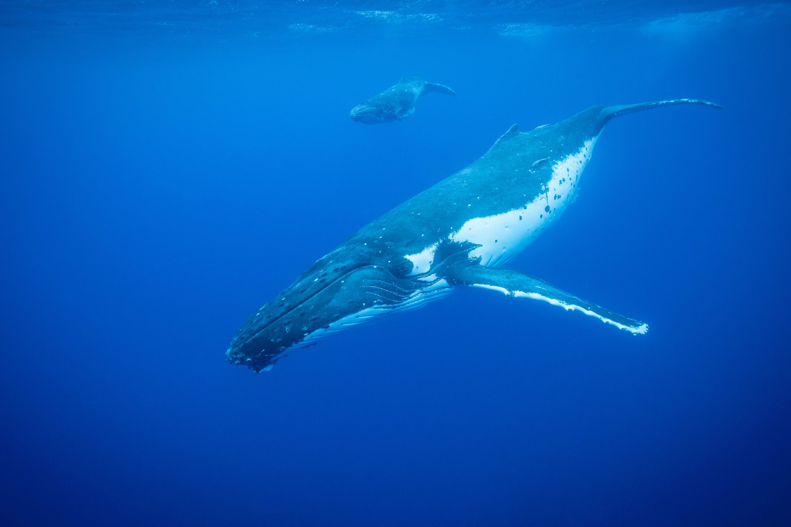 Les baleines ont perdu leur nez mais pas leur odorat