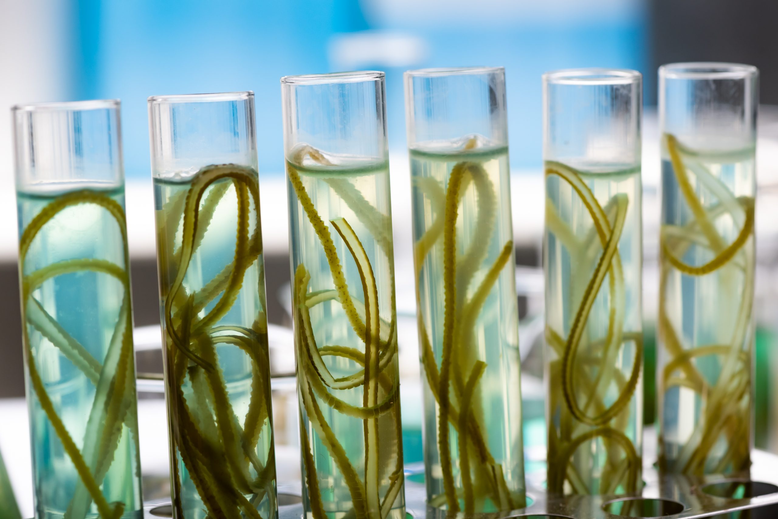 Importance d'un fluoromètre dans un laboratoire