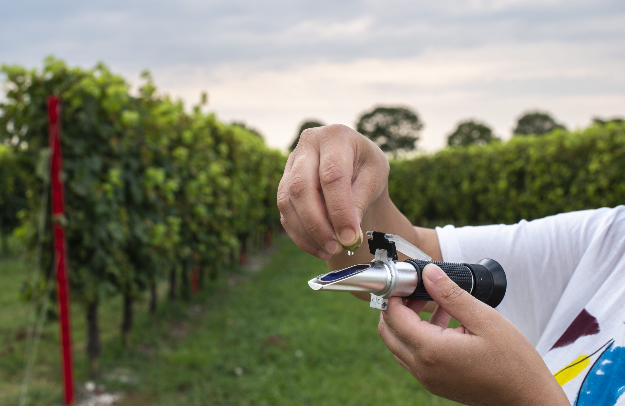 Utilisation du réfractomètre pour la fabrication de la bière