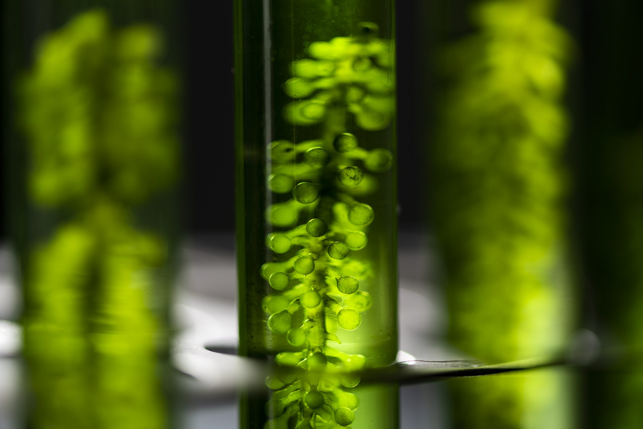 Avantages du fluoromètre